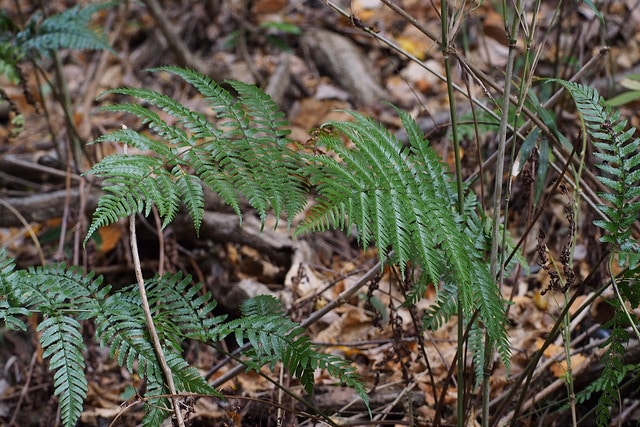 Dryopteris hondoensis