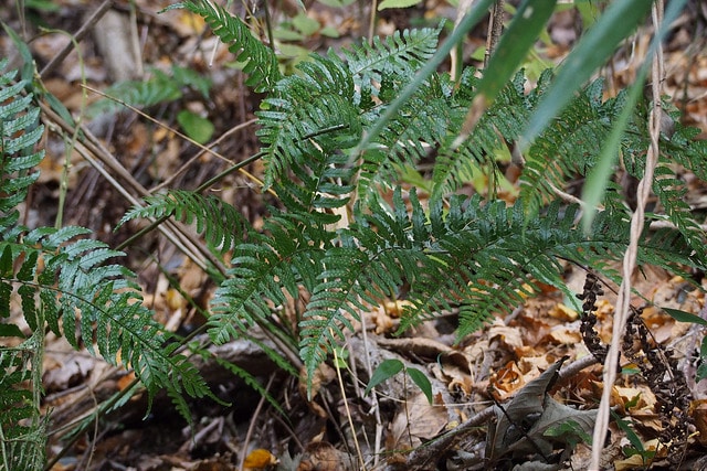Dryopteris hondoensis