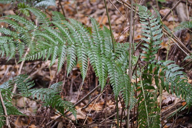 Dryopteris hondoensis