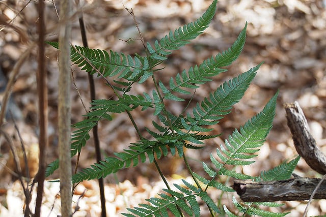 Dryopteris hondoensis