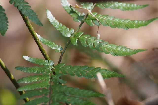 Dryopteris hondoensis (Dryopteris hondoensis)