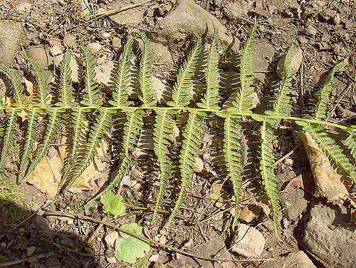Dryopteris marginalis