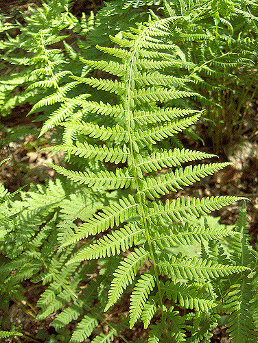 Dryopteris marginalis