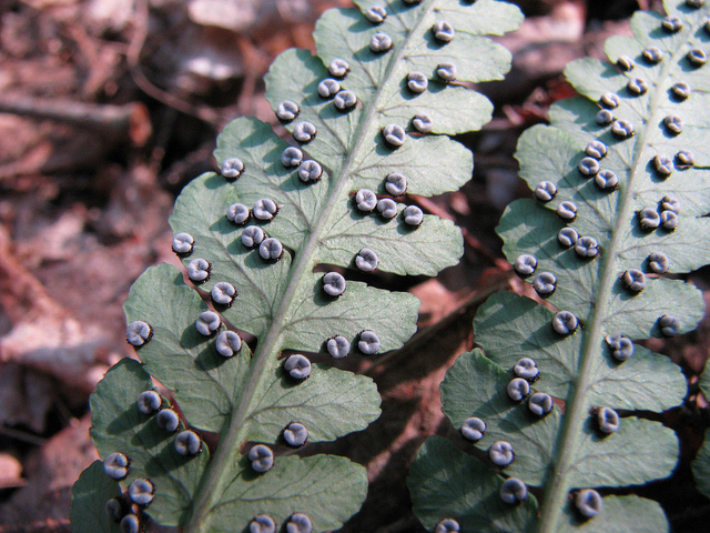 Dryopteris marginalis (Dryopteris marginalis)