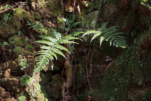 Dryopteris uniformis