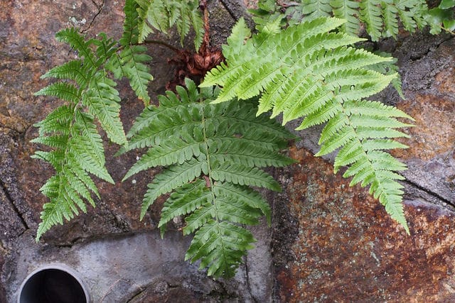 Dryopteris uniformis