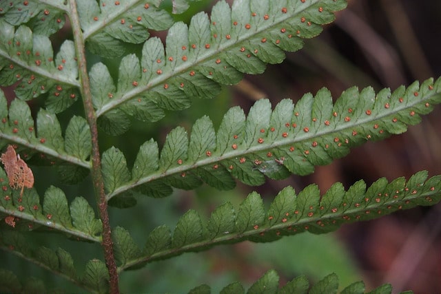 Dryopteris uniformis
