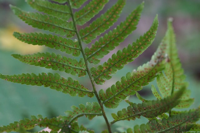 Dryopteris uniformis (Dryopteris uniformis)