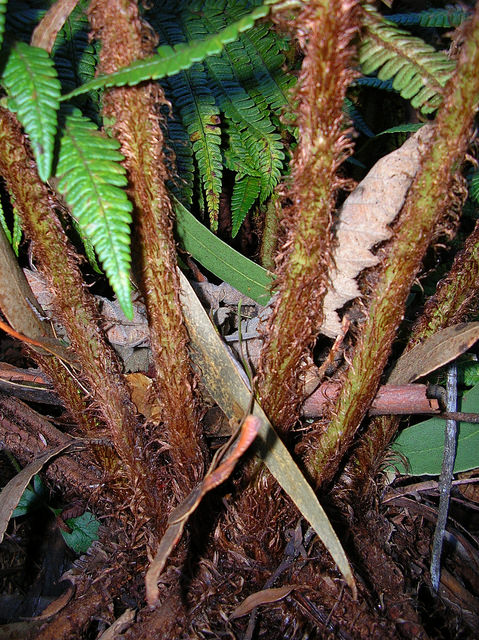 Fougère à écailles dorées