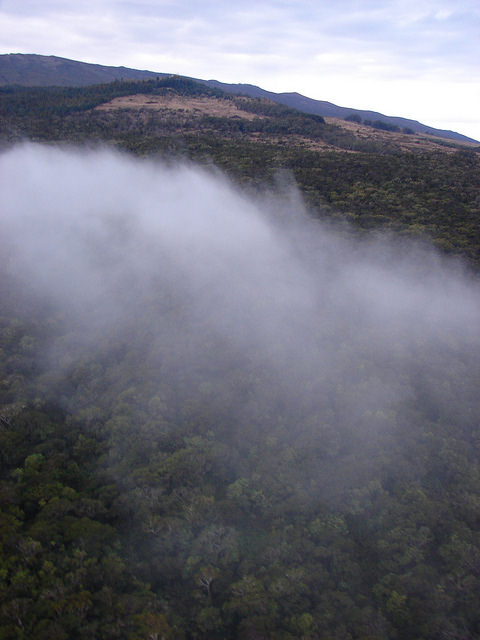 Fougère à écailles dorées