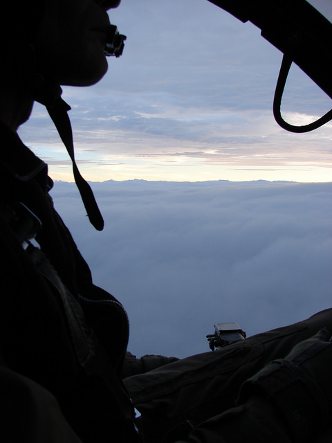 Fougère à écailles dorées
