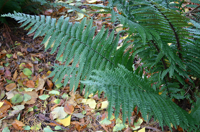 Fougère à écailles dorées