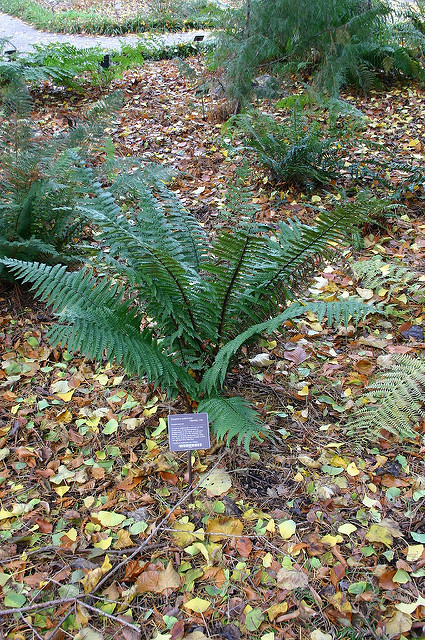 Fougère à écailles dorées