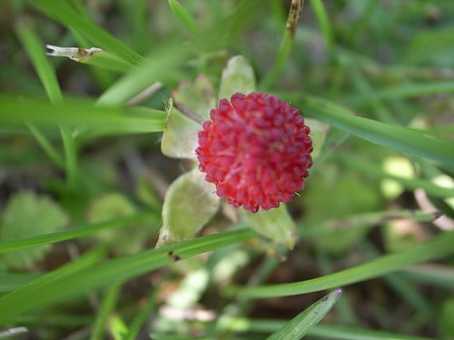 Duchesnea chrysantha