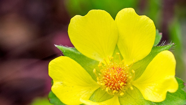 Duchesnea chrysantha