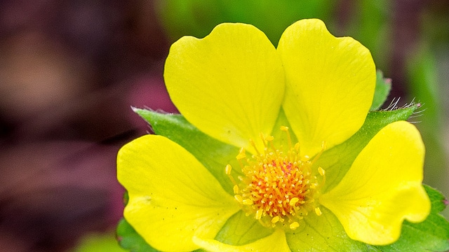 Duchesnea chrysantha (Duchesnea chrysantha)