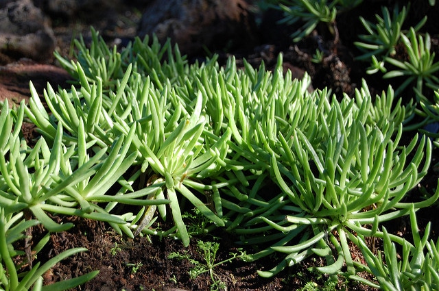 Dudleya anomala