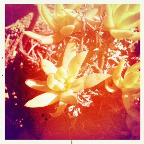 Dudleya anomala