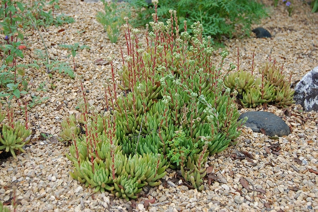 Dudleya anomala