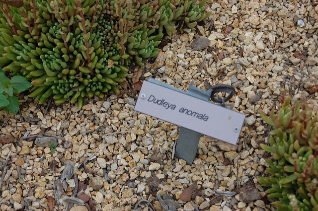 Dudleya anomala (Dudleya anomala)