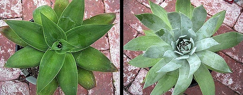 Dudleya attenuata