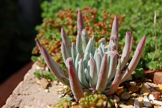 Dudleya attenuata
