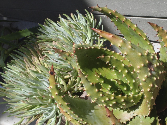 Dudleya attenuata (Dudleya attenuata)