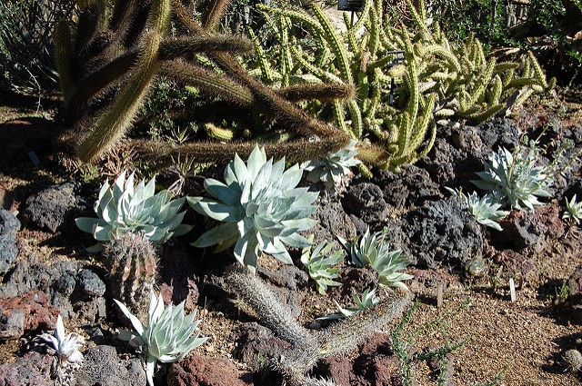 Dudleya brittonii