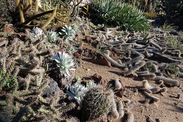 Dudleya brittonii