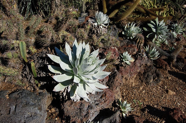 Dudleya brittonii