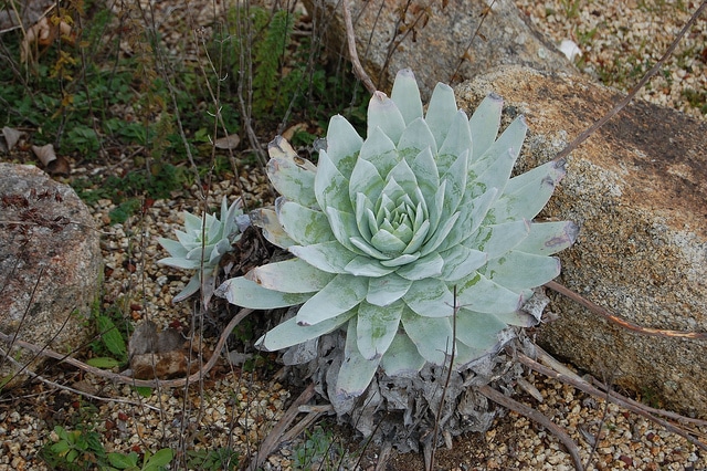 Dudleya brittonii