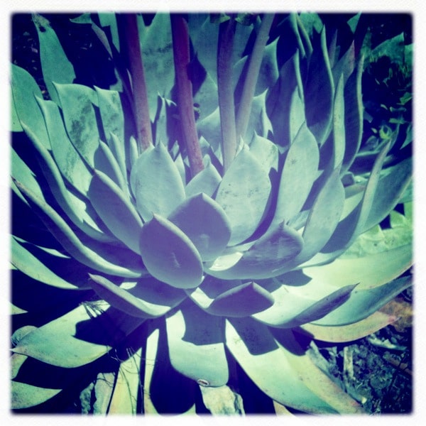 Dudleya brittonii