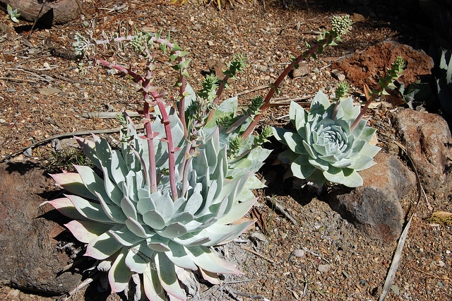 Dudleya brittonii (Dudleya brittonii)