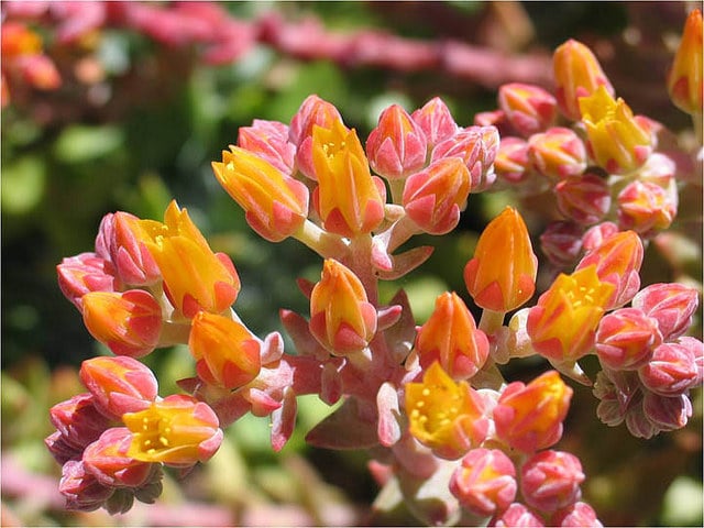 Dudleya caespitosa (Dudleya caespitosa)