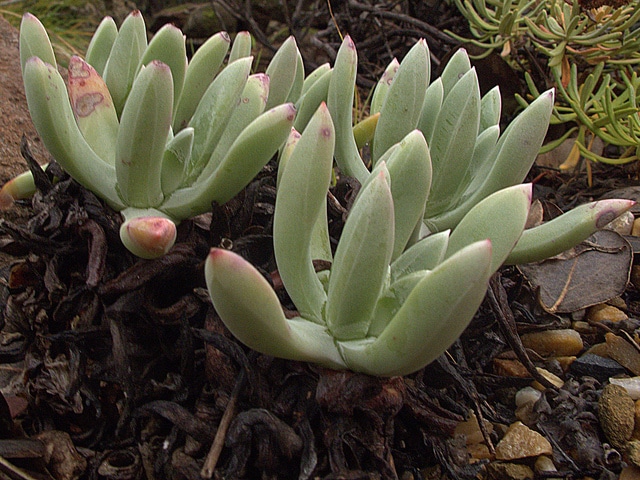 Dudleya caespitosa
