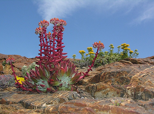 Dudleya caespitosa