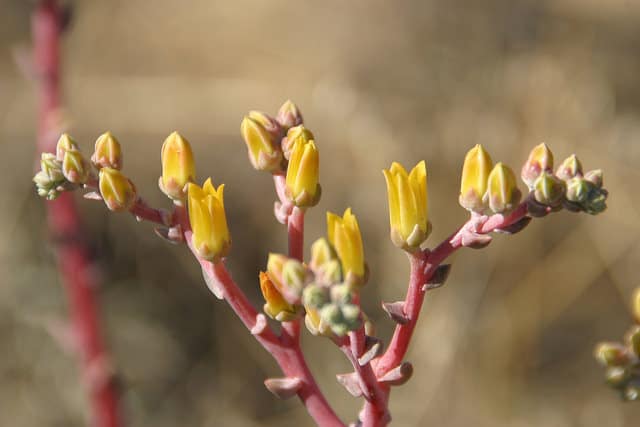 Dudleya caespitosa