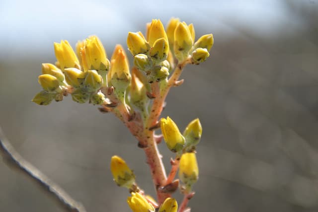 Dudleya caespitosa