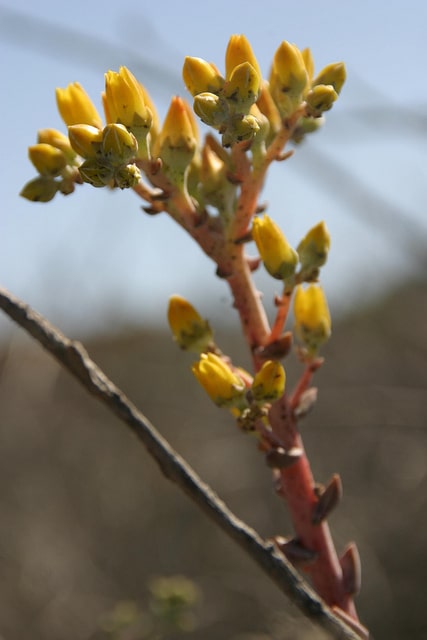 Dudleya caespitosa