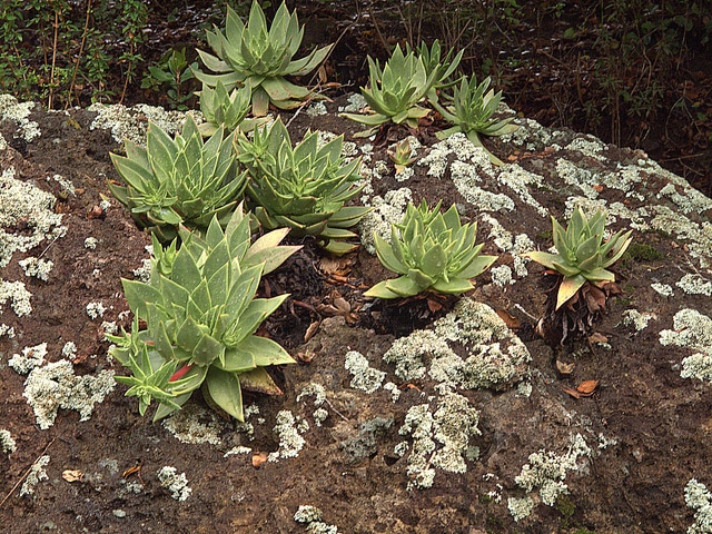 Dudleya candelabrum (Dudleya candelabrum)