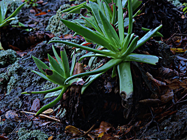 Dudleya candelabrum
