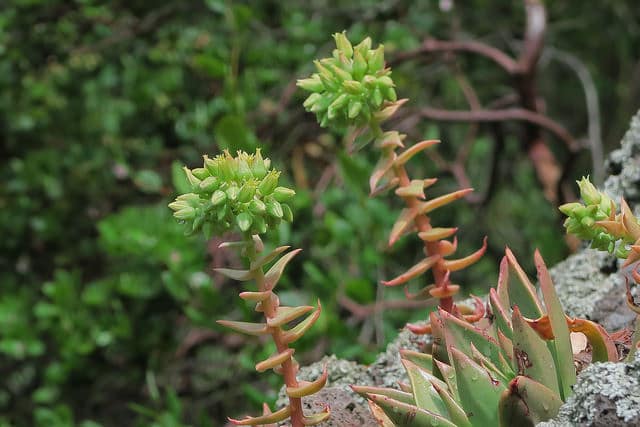 Dudleya candelabrum