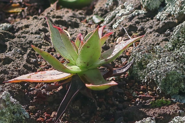 Dudleya candelabrum