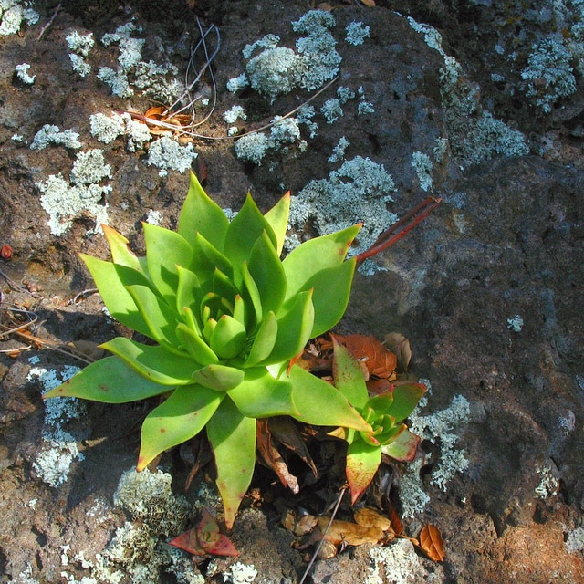 Dudleya candelabrum