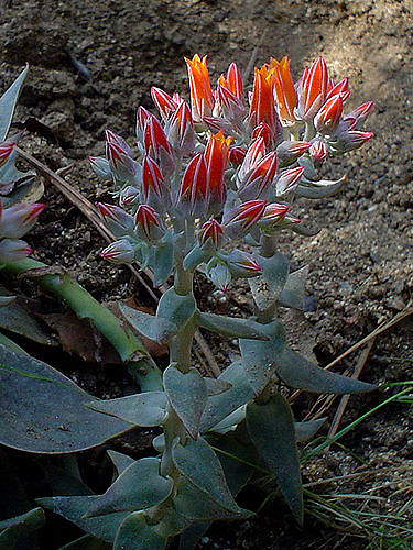 Dudleya cymosa