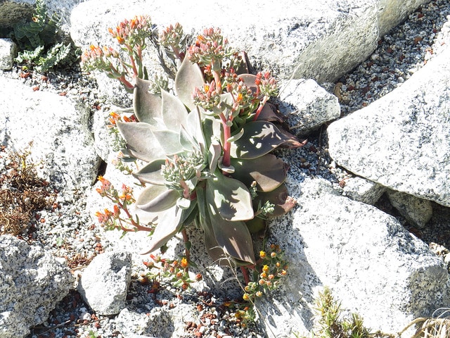 Dudleya cymosa