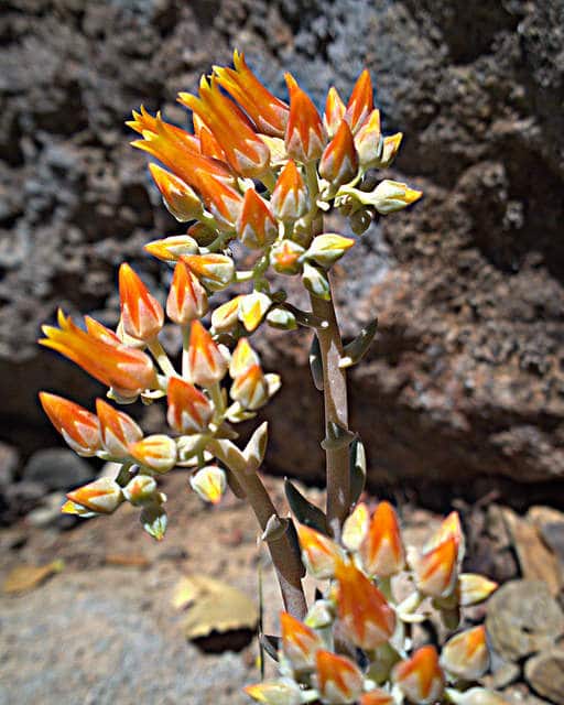 Dudleya cymosa