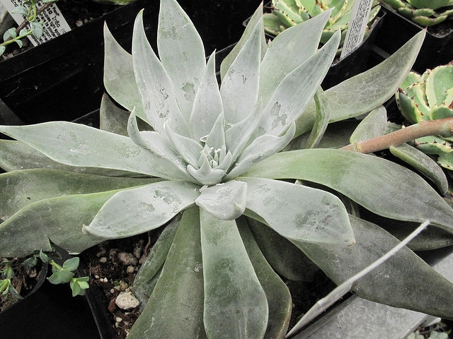 Dudleya cymosa