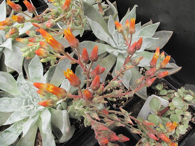 Dudleya cymosa