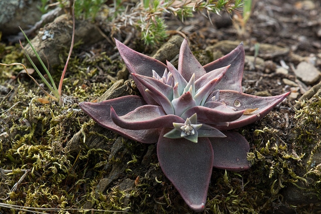 Dudleya cymosa (Dudleya cymosa)